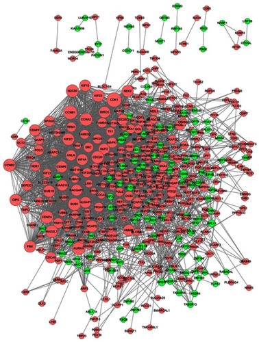 Figure 5 PPI network of the MM-maintained HGMMGs. The size of the nodes is positively correlated to the nodes’ degree; pink nodes denote the up-regulated genes, while green nodes denote the down-regulated genes.