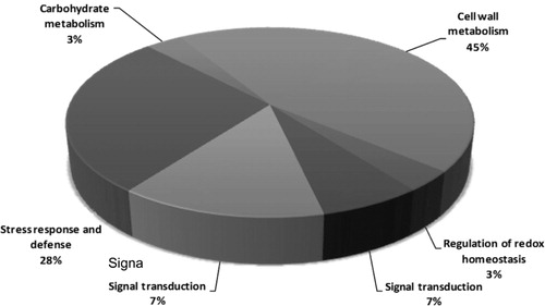 Figure 3. The functional category distribution of 29 differential root proteins of Arabidopsis thaliana WT and salt-resistant mutant.