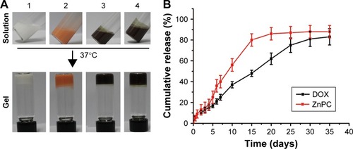 Figure 3 Optical images of blank TNP hydrogel and hydrogels after DOX and/or ZnPC encapsulation (A) and in vitro cumulative drug release from TNP/DOX/ZnPC hydrogel within 5 weeks with TNP/DOX:TNP/ZnPC of 1:5 (B). 1, 2, 3 and 4 in (A) means blank TNP, TNP/DOX, TNP/ZnPC and TNP/DOX/ZnPC, specifically.Abbreviations: DOX, doxorubicin; TNP, thermal-responsive nanoparticle; ZnPC, zinc phthalocyanine; TNP/DOX/ZnPC, mixture of equivalent mole of TNP/DOX and TNP/ZnPC.