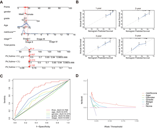 Figure 4 Construction and validation of a nomogram in the total set. (A) Nomogram for predicting the 1-, 3-, and 5-year prognosis of HCC patients. (B) Calibration curves of the nomogram for predicting of 1-, 2-, 3-, and 5-year prognosis. (C and D) The AUC values and the DCA of the risk signature.