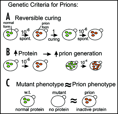 Figure 1 Genetic criteria for prions. Reversible curing means that in a strain cured of a nonchromosomal genetic element, the same element can arise again. Overproducing a protein with the potential to become a prion increases the frequency with which the prion arises. If the prion form of the protein is an inactive form of the protein, then the phenotype of the presence of the prion is the same or similar to that of a mutant in the gene for the protein. Each of these three properties should be characteristic of prions but none of them are known (or expected) for nucleic acid replicons such as plasmids or viruses.