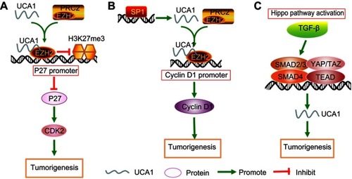 Figure 2 Epigenetic and transcriptional regulation mechanisms of UCA1 in multiple human cancers. (A) UCA1 physically bound to EZH2 and suppressed transcription of P27 by histone methylation (H3K27me3) on the promoter of p27Kip1. (B) Transcription factor SP1 could activate UCA1 expression, and UCA1 physically combined with EZH2 to enhance the expression of cyclin D1. (C) TEAD·SMAD complexes promoted the level of UCA1.