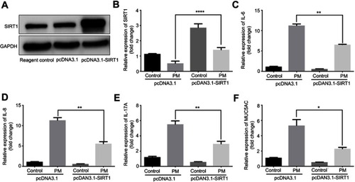 Figure S1 SIRT1 overexpression suppresses PM-induced inflammation response in HBE cells. Cells were transfected with Control or SIRT1 plasmid and were stimulated with PM. (A) SIRT1 expression was measured by Western blot. (B-F) The mRNA levels of SIRT1, IL-6, IL-8, IL-17A, and MUC5AC were assessed by RT-PCR.Data are representative of three independent experiments. Results are expressed as mean ± SD. *p<0.05, **p<0.01, and ****p<0.0001.Abbreviations: SIRT1, Sirtuin 1; PM, Particulate matter; HBE, Human bronchial epithelial.