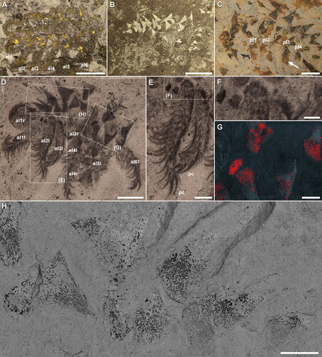 Figure 1. Entothyreos synnaustrus gen. et sp. nov., taphonomy. A, Paratype ROMIP 53233. Full specimen (posterior region missing). Spine arrangement quasi in place but underlying plates not visible. B, Paratype ROMIP 53241. Possible moult with spine arrangement little disturbed, missing endocuticular plates. C, Paratype ROMIP 53244. Weathered specimen preserving annulated posterior lobopods (arrow). D–H, Paratype ROMIP 53239. D, Full specimen (composite image of the part and counterpart, specimen immersed in water). Insets as indicated. E, Close-up of a pair of anterior lobopods. Inset is F. F, Close-up of proximal-most portion of lobopods with dense array of setae or small spines. G, EDS imaging of carbon (red) showing minute elements along spines otherwise rich in aluminium (light blue). H, BSE imaging of anterior spines showing minute external ornamentation. Abbreviations: al, anterior lobopod; -l, left; pc, paired claw; pl, posterior lobopod; -r, right. Scale bars: A, B, 10 mm; C, D, 5 mm; E, H 2 mm; F, G, 1 mm.