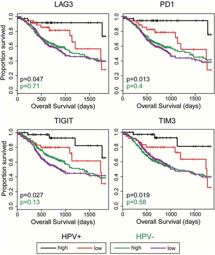 Figure 7. High LAG3, PD1, TIGIT, or TIM3 gene transcript levels are strongly associated with improved survival in treatment naïve patients with HPV+ but not HPV- head & neck carcinomas. Overall survival of patients within the HPV-positive cohort dichotomized by median expression of LAG3, PD1, TIGIT, and TIM3. Comparison between groups was made by the 2-sided log-rank test. Red = low expression of the indicated gene in HPV+ samples, Black = high expression of the indicated gene in HPV+ samples, Purple = low expression of the indicated gene in HPV- samples, Green = high expression of the indicated gene in HPV- samples.