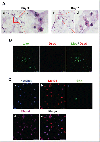 FIGURE 5. Detection of hepatocytes and MSCs in 3D architecture by H&E staining, live/dead assay and immunostaining. (A). H&E staining at day 3 (a, enlarged in b) and 7 (c, enlarged in d). Bars, 60 μm. (B). Live/Dead Viability/Cytotoxicity Assay. Live cells (Green) and Dead cells (Red). Bars, 50 μm. (C). Immunofluorescent staining for DsRed (b), GFP (c) and albumin (d) at day 7. Hoechst (blue; a) labels all nuclei. Bars, 50 μm.
