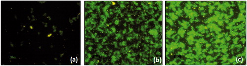 Figure 11. Fluoroscence microscope images shows internalization of free coumarin (a), DC-SLN (b) and F-DC-SLN (c) in MCF-7 cells.