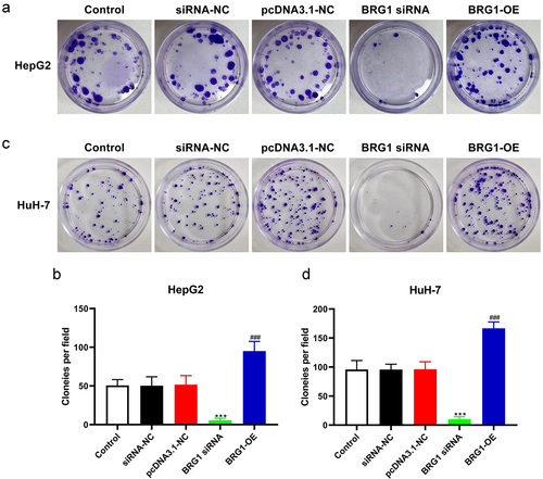 Figure 4. BRG1 increases HCC cell colony formation. (a) Colony formation assay was used to evaluate the colony formation ability after BRG1 knockdown or overexpression in HpG2 cells. (b) The stained colonies were photographed and counted (n = 5). ***p < .001 vs siRNA-NC, ###p < .001 vs pcDNA3.1-NC. (c) The colony formation ability after BRG1 knockdown or overexpression in HuH-7 cells was examined. (d) The stained colonies were photographed and counted (n = 5). ***p < .001 vs siRNA-NC, ###p < .001 vs pcDNA3.1-NC.