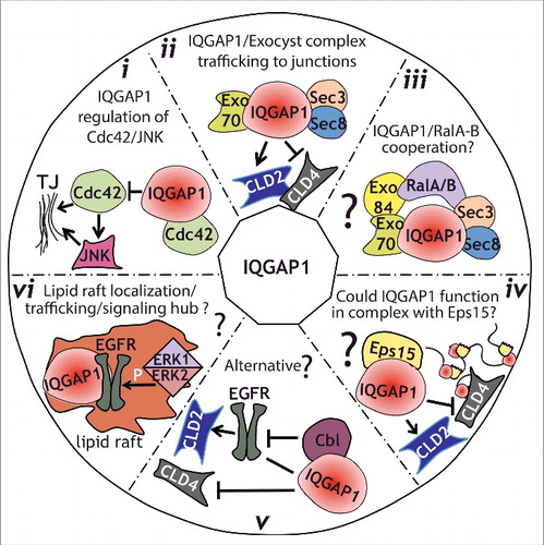 Figure 3. Model for IQGAP1 regulation of TJ formation. (i), IQGAP1 might function by sequestering Cdc42, thereby modulating its positive influence on TJ establishment, including activation of JNK. (ii), IQGAP1 interacts with the exocyst complex during TJ formation. Such interaction might regulate the sorting of specific claudins to the TJ at specific times, therefore regulating its strength. (iii), IQGAP1 might function coordinately with Ral GTPases to regulate trafficking to the TJ, either through a direct interaction that has not been yet identified, or through a link provided by the exocyst complex. (iv), IQGAP1 role in membrane trafficking/sorting could be facilitated by its interaction with the EH-domain-containing protein Eps15. (v), an alternative hypothesis, is that IQGAP1 might sequester Cbl away from the EGFR. This, in turn, could stabilize claudin 2,Citation53 resulting in an increase in Claudin 2 expression and junctional localization. (vi), Since IQGAP1 has been found in lipid rafts, where it promotes EGFR phosphorylation by ERK1/2, we hypothesize that IQGAP1 could function as a signaling node and trafficking regulator in raft-like patches directing sorting/trafficking to the TJ.