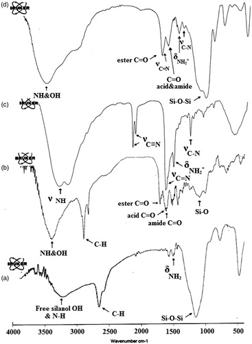 Figure 3. FTIR spectra of (a) AMSNs, (b) P(NIPAAm-MAA-DMAEMAQ), (c) PECGC, and (d) P(NIPAAm-MAA-DMAEMAQ)&MSNs&PECGC.