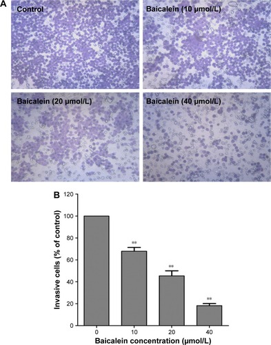Figure 4 Baicalein inhibits the invasiveness of MDA-MB-231 cells.