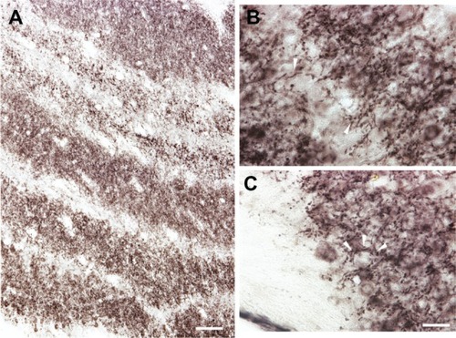Figure 6 Laminar pattern of VGLUT2 immunoreactivity across the LGN. A) VGLUT2 is strongly expressed in each layer of the LGN but less so in the interlaminar zones. However, high magnification (B) shows VGLUT2-positive terminals throughout the interlaminar zones. C) VGLUT2-positive terminals encircle labeled and unlabeled cells in the M layers of the LGN, but not in the P or K layers. Scale bar is (A) 250 µm and (B–C) 100 µm.