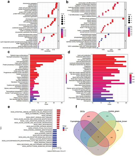 Figure 7. Functional and pathway analysis of essential module genes.