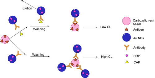 Figure 6. The detection of chloramphenicol (CAP). Reprinted with permission from Ref. [Citation38].