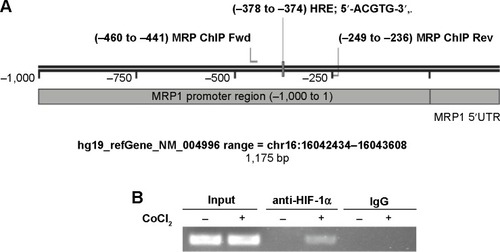Figure 4 HIF-1α binds to MRP1 promoter at HRE site.