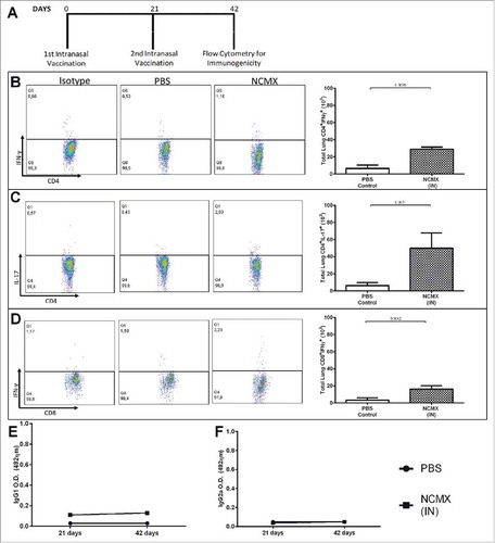 Figure 5. Intranasal vaccination increases the cellular immune response in the mucosa. (A) Mice were vaccinated 2 times at 21-day intervals with NCMX. At 21 days after the last immunization, the lungs were collected and analyzed by flow cytometry for (B) Th1 (CD4+IFN-γ+), (C) Th17 (CD4+IL-17+), and (D) Tc1 (CD8+IFN-γ+) cells. Mouse serum samples were collected 21 days after each vaccination for evaluation of the elicited humoral immune response by measuring the levels of IgG1 (E) and IgG2a (F). Differences between the means of the groups were determined by Student's t-test, and p values are shown. Significant differences were found between the groups, n = 4.