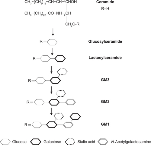 Figure 2 Synthesis of ganglioside GM1 from ceramide.