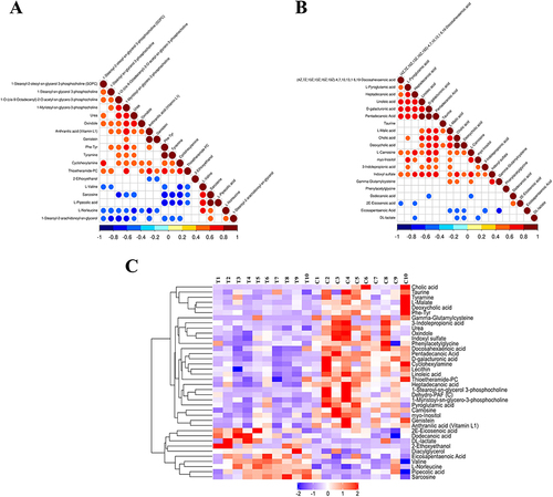 Figure 4 Correlation heatmap and hierarchical clustering heatmap. (A) correlation heatmap analysis of differential metabolites in plasma in positive mode. (B) correlation heatmap analysis of differential metabolites in plasma in negative mode. (C) Hierarchical clustering heatmap of 38 differential plasma metabolites between group C and group T.