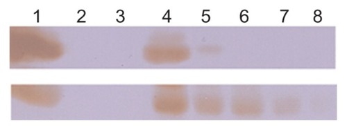 Figure 4 In vivo circulation time of HFt-based nanoparticles. HFt nanoparticles have been quantified by Western blot using an anti-MSH (bottom) and anti-HFt (top) antibody (see Materials and methods section). Lane 1, reference proteins HFt-MSH-PEG (bottom) and HFt (top), 1 mg/mL; lane 2, empty; lane 3, plasma before HFt-nanoparticle injection; lanes 4–8, plasma at 3 minutes and 1, 3, 6, and 24 hours following intracardiac injection.Abbreviations: HFt, human protein ferritin; PEG, polyethylene glycol; MSH, melanocyte-stimulating hormone peptide.