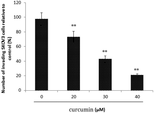 Figure 4. Matrigel invasion assay. SKOV3 cells were treated with curcumin, and cell invasion was assessed using a Matrigel invasion assay. The number of invaded cells decreased as the concentration of curcumin increased. Data are presented as mean ± SD (n = 3). **p < 0.01.