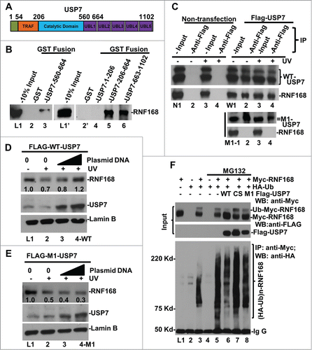 Figure 4. USP7 binds to RNF168, deubiquitinates RNF168 ubiquitin (Ub)-conjugates and protects RNF168 from UV-induced degradation. (A) Diagram of structural domains of USP7. TRAF represents tumor necrosis factor-receptor associated factor (TRAF) domain. UBL represents Ub-like domain. (B) USP7 interacts with RNF168 in vitro. GST pull-down assay were conducted using whole cell lysates of HCT 116 in RIPA buffer. The GST fusion proteins loaded on beads were verified as described in materials and methods. (C) Interaction between RNF168 and USP7 in vivo. FLAG-tagged USP7 and M1 mutant were transiently expressed in HCT116 cells. Immunoprecipitation was performed using anti-FLAG agarose gels and cells lysates made in E1A buffer, followed by Western blot analysis for presence of RNF168. Non-transfected HCT116 cells were used as control. (D) Overexpression of WT-USP7 protects RNF168 from UV-induced degradation. Construct for expressing FLAG-tagged USP7 was transfected into HCT116 cells for 48 h. The transfected cells were UV irradiated at 20 J/m2 and allowed to repair DNA for 2 h. RNF168 and USP7 were detected by Western blotting. Anti-Lamin B blots served as loading control. (E) Overexpression of M1 mutant USP7. (G) USP7 deubiquitinates RNF168 Ub-conjugates in vivo. HCT116 cells were transfected with expressing constructs for RNF168, HA-tagged Ub and FLAG-tagged USP7 in combination as illustrated in the figure. The transfected cells were treated with proteasome inhibitor MG132 or vehicle DMSO for 8 h. Expression of transfected RNF168 and USP7 was examined by Western blotting (Input); RNF168 Ub-conjugates were examined by immunoprecipitation followed by Western blotting.