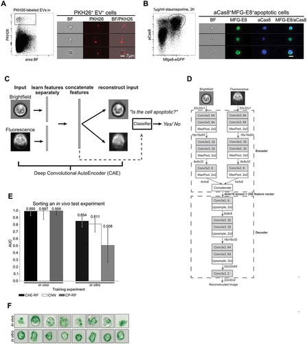 Figure 2. Discrimination of apoptotic vs. EV+ cell using machine learning. (A) To define a truth population for cells carrying EVs, PKH26-labelled EVs from staurosporine-treated thymocytes were injected i.v. into C56BL/6 mice. After 1 h spleens were removed and analysed by imaging flow cytometry. Images show splenocytes that are decorated with in vitro generated, PKH26-labelled EVs. (B) To define a truth population for apoptotic cells, staurosporine-treated thymocytes (1 µg/ml for 2 h) were stained with MFG-E8-eGFP (200 ng/ml) and anti-aCas8 and analysed by imaging flow cytometry. Images show MFG-E8-eGFP+aCas8+ apoptotic cells. (C) Using a Convolutional Autoencoder (CAE), both channels of the same image are separately encoded and then concatenated to form a 256-dimensional feature vector. During training features are learned in an unsupervised manner, by reconstructing the input images. In order to perform cell sorting, a classifier (Random Forest) is trained on a small subset of annotated cells. (D) Each input image consists of 32 × 32 pixels and 2 channels (Brightfield, Fluorescence). Every arrow in the figure corresponds to a data tensor. Each channel is encoded separately by an encoder network consisting of alternating convolutional and pooling layers. The encoder compresses each 32x32x1 (32x32 pixels, 1 channel) image into a 4x4x8 tensor. The encoded tensors of both channels are concatenated in a 4x4x16 tensor: the bottleneck of the CAE, which has a dual purpose. At training time, it is fed into the decoder part of the network which aims to reconstruct the input image in an unsupervised manner. At test time, the 4x4x16 bottleneck tensor is reshaped into the 256-dimensional feature vector of the input image that can be used in downstream tasks, such as classification of cell-subtypes. Each Convolutional layer performs 3 × 3 convolutions and is followed by a Batch Normalisation layer and a ReLU activation function. The only exception to this rule is the last Convolutional layer (Conv3x3, 2), which is directly followed by Linear (identity) activation function. (E) Left: All models were trained on an in vivo stained dataset of 401 cells (M4), then tested on an independent in vivo stained dataset of 200 cells (D2). Right: the same models were trained on a new dataset of 27,639 cells (D1), where the apoptotic cells were stained in vitro, introducing a batch effect. Next, they were tested on the same 200 cell dataset as before (D2). Sorting performance is displayed as area under curve (AUC). (F) Demonstration of the batch effect introduced by in vitro staining of apoptotic cells. Right column: random subset of in vivo stained apoptotic cells. Left column: random subset of in vitro stained apoptotic cells. In vitro stained cells fluorescent staining is evenly distributed inside the cell, while in vivo stained cells exhibit more complex shapes and abnormalities in the distribution of the fluorescent dye. Error-bars correspond to 95% Wilson confidence intervals (n = 200).