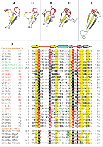 Figure 2. Structure and sequence comparison of TS zinc ribbons with bonafide zinc ribbon domains. (A-E) Ribbon diagrams of zinc ribbons from aTS (PDB identifier 2C2B_A), yTS (PDB identifier 1KL7_A), eTS (PDB identifier 1VB3_A), transcription initiation factor IIE α subunit (PDB identifier 1VD4_A), transcription factor IIS (PDB identifier 1TFI_A). In these figures, the N-terminal β-hairpin of the zinc ribbon is colored yellow, the C-terminal β-hairpin is purple, the additional β-strand that forms 3-stranded β-sheet with one of the hairpins is gray, and the zinc knuckles are red. The secondary structure elements (SSEs) that do not constitute the core of the zinc ribbon are colored white. Equivalent SSEs in (A-E) are colored alike. Zinc is shown as an orange sphere, and side chains of zinc-chelating aminoacids and equivalent residues in TS zinc ribbons are represented in stick form. (F) Structure-based multiple sequence alignment of representative TS zinc ribbons and other bonafide zinc ribbons. PDBid/UniProt identifier, organism name abbreviation, the first and the last residue numbers of the regions used in the alignment are indicated for each sequence. Diagrammatic representation of SSEs of the zinc ribbon is indicated above the alignment. Some sequence insertions are not shown, and the numbers of omitted residues are represented by numbers boxed in green. Potential metal-binding ligands are boxed in black and non-metal-binding residues at the same position are boxed in red. Uncharged aminoacids (all except Asp, Glu, Lys, and Arg) in mostly hydrophobic sites are highlighted yellow. Conserved small aminoacids (Pro, Gly) in the vicinity of zinc chelating residues are shown in red. UniProt/PDB identifier and organism name of sequences from eukaryotes, bacteria and archaea are shown in green, black and red, respectively. Sequence stretches where the structures are not superimposable have been italicized. The organism abbreviations are: Sc- Saccharomyces cerevisiae, Ec- Escherichia coli, Bt- Burkholderia thailandensis, Bm- Brucella melitensis, At- Arabidopsis thaliana, Ob- Oryza barthii, Sm- Staphylothermus marinus, Ss- Sulfolobus solfataricus, Ph- Pyrococcus horikoshii, Hm- Haloarcula marismortui, Af- Aliivibrio fischeri, Cc- Campylobacter curvus, Rp- Rhodopseudomonas palustris, Se- Saccharopolyspora erythraea, Gv- Gloeobacter violaceus, Ma- Methanocella arvoryzae, Og- Oceanicola granulosus, Pf- Pyrococcus furiosus, Sy- Synechocystis sp. PCC 6803, Np- Natronomonas pharaonis, Tv- Trichomonas vaginalis, Ca- Chloroflexus aurantiacus, Hp- Helicobacter pylori, Lp- Legionella pneumophila, Pp- Pseudomonas putida, Pa- Pseudomonas aeruginosa.