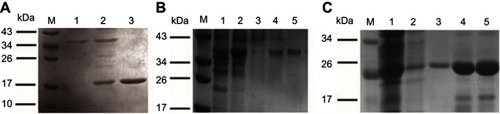 Figure S1 Analysis of the recombinant proteins HBc-N144, rNspA,HBc-N144-NspA by SDS-PAGE.Notes: Lane M: protein molecular weight marker in KDa; (A) Lane 1: uninduced bacteria expressing HBc-N144; Lane 2: induced bacteria expressing HBc-N144; Lane 3: purified HBc-N144; (B) Lane 1: induced bacteria supernatant expressing HBc-N144-NspA; Lane 2: induced bacteria sediment expressing HBc-N144-NspA; Lane 3–5: purified HBc-N144-NspA with serial concentration of elution buffer. (C) Lane 1–5: purified rNspA.Abbreviations: HBc-N144, N terminal 144 amino acids of hepatitis B core protein; HBc-N144-NspA, Neisserial surface protein A fuzed with the N terminal 144 amino acids of hepatitis B core protein; rNspA, Neisserial surface protein A.