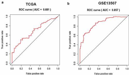 Figure 3. Receiver operating characteristic (ROC) curve of SLC12A8 for predicting 5-years overall survival of BC patients. Evaluation of the prognostic value of SLC12A8 using AUC in (a) TCGA cohort and in (b) GSE13507 cohort
