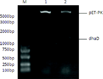 Figure 2. Restriction digestion of the control pET-pk and recombinant vector pET-pk-dhaD. M: DNA marker; 1: restriction digested blank vector; 2: digested recombinant vector.