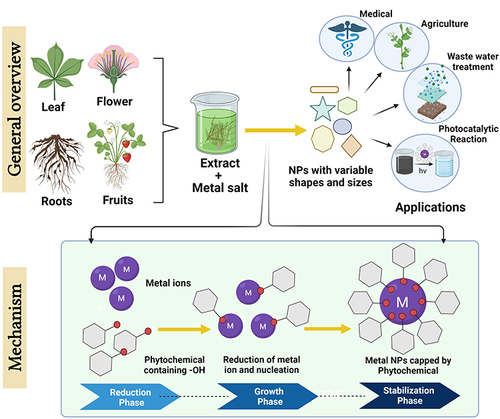 Figure 1 Schematic illustration of the method and mechanism involved in green synthesis of nanoparticles using plants as reducing agents.
