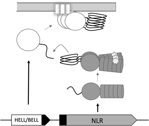 Figure 1. A generic scheme of NLR amyloid signalling
