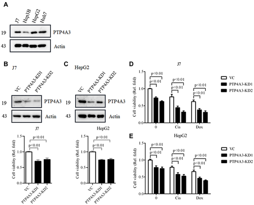Figure 5 Assessment of the effect of PTP4A3 on cell viability. (A) The PTP4A3 basal level was determined by Western blotting. (B and C) PTP4A3 expression in J7 (B) and HepG2 (C) cells was silenced with PTP4A3 siRNA (KD1, KD2). The expression of PTP4A3 was obviously decreased after PTP4A3 siRNA transfection (KD1, KD2) compared with the vector control (VC) transfection. Cell viability was analyzed after PTP4A3 silencing using the MTT assay, and PTP4A3 slightly decreased cell viability in both J7 and HepG2 cells (B and C). (D and E) Cell viability was examined after PTP4A3 silencing with cisplatin (Cis) or doxorubicin (Dox) stimulation using the MTT assay, and PTP4A3 silencing further decreased the viability of J7 (D) and HepG2 (E) cells treated with cisplatin and/or doxorubicin.