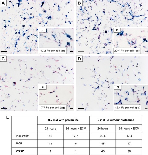 Figure 1 Prussian Blue stain for mesenchymal stem cells labeled with Resovist®.Notes: Incubation at 0.2 mM Fe with protamine sulfate (A). Incubation of Resovist® at 2 mM Fe without protamine sulfate (B) resulted in higher NP uptake compared to (A). High amounts of extracellular iron are visible after both treatments (A and B). Extracellular matrix disruption and passage removed extracellular nanoparticles, allowing identification of true NP uptake (C and D). Insets a–d show corresponding images with higher magnification (40×). All scale bars correspond to 500 µm. Quantification of average Fe per cell (pg) revealed similar results for MSC labeled with MCP and VSOP (E).Abbreviations: ECM, extracellular matrix; MCP, multicore carboxy-methyl-dextran-coated iron oxide nanoparticle; NP, nanoparticle; VSOP, very small iron oxide nanoparticle.