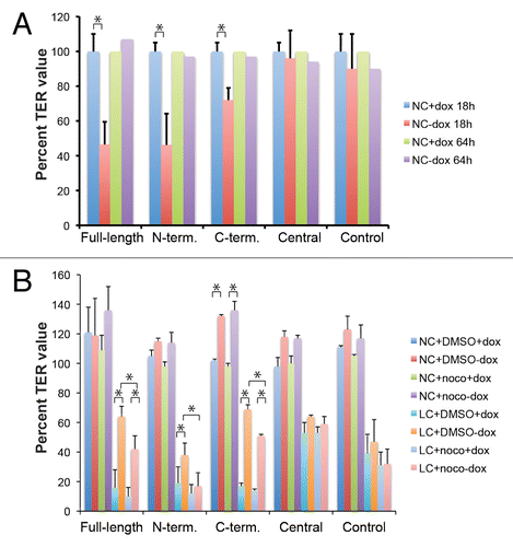 Figure 6. Exogenous expression of Full-length, N-terminal and C-terminal but not Central PLEKHA7 constructs attenuates barrier disruption by extracellular calcium removal, in a microtubule-dependent manner. (A) TER values (expressed as % of value of uninduced, +dox cultures) of clonal lines of MDCK cells after trypsinization and incubation of confluent monolayers at normal extracellular calcium for either 18 h (NC + dox 18hr, NC-dox 18hr) or 64 h (NC + dox 64hr, NC-dox 64hr). The values at 64 h were the average of two experiments. (B) TER values (expressed as % of value after overnight incubation in NC) of clonal lines of MDCK cells under different conditions: normal calcium (NC) or 30 min low calcium treatment (LC), uninduced or induced (+dox, -dox), treated or untreated with nocodazole (DMSO, noco). For cultures maintained at normal calcium, the TER values were expressed as % of the value before treatment with either DMSO or nocodazole. For cultures undergoing calcium depletion (only the 30 min time point is shown), the TER values were expressed as % of value at time 0, after treatment with either DMSO or nocodazole, and just prior to calcium removal. * = P < 0.05.