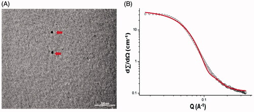 Figure 1. Characterization of CUR DHA ME: TEM micrograph of CUR DHA ME (A) and SANS Image of CUR DHA ME (B).