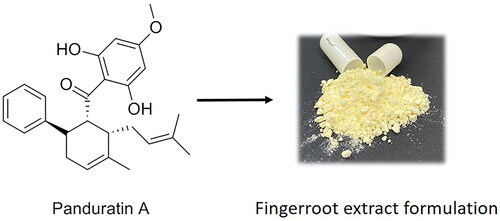 Figure 1. Chemical structure of panduratin A and the physical appearance of the fingerroot extract formulation.