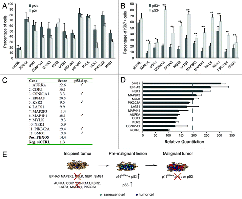 Figure 2. Delineation of senescence signatures. (A) hTERT-RPE1 p53 shRNA cells were transfected with kinome siRNAs in the absence of doxycycline and immunostained for p53 and p21CIP1 following 72 h culture. Percentages of cells expressing p53, p21CIP1 above threshold levels were calculated, and averages from four 384 wells are shown. (B) hTERT-RPE1 p53 shRNA cells were transfected with kinome siRNAs in the absence or presence of doxycycline and immunostained for Ki67. Percentages of cells expressing Ki67 protein above threshold levels were calculated, and averages from four 384 wells are shown. * indicates p ≤ 0,05 and ** indicates p ≤ 0,01. (C) Senescence scores per gene are the sum of the senescence scores of the siRNA pool plus four individual siRNAs, omitting siRNAs conferring less than 50% knockdown. Detailed scoring information is depicted in Table S3. (D) Quantitative p16INK4A mRNA expression analyses during senescence induction. hTERT-RPE1 p53 shRNA cells were transfected with pooled siRNAs in the absence of doxycycline. RNA expression was quantitated using TaqMan analyses after 3 days of transfection. (E) Schematic model summarizing kinome screen data, using data depicted in (A) and (D). In an incipient tumor, modeled by hTERT-RPE1 cells, loss of selected tumor suppressors activates p53- and/or p16INK4A-dependent senescence, and overt DNA damage. In a premalignant tumor, senescence may serve as a cell-intrinsic tumor suppressor mechanism to subvert oncogenic transformation. Loss of p16INK4A and/or p53 promotes malignancy.