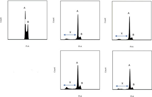 Figure 6 The histogram plots obtained from our flow cytometry analysis at 48 hours after irradiation. The x-axis (PI-A) indicates the amount of propidium iodide detected which reflects the DNA amount in each cell. Top row from left to right: control group, carbon ions without a magnetic field, carbon ions with a magnetic field. Bottom row from left to right: protons without a magnetic field, protons with a magnetic field. Peak A is the G1 peak, whereas the peak B is the G2/M peak. The area between peaks A and B represents the cells in the S phase. Range X signifies the cells in sub-G1 phase.