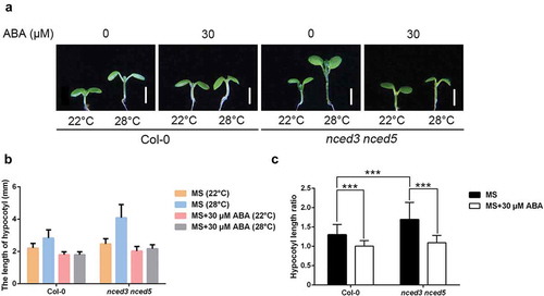 Figure 2. Hypocotyl length of nced3 nced5.(a) Representative images showing hypocotyl length of Col-0 and nced3 nced5 double mutants grown in the presence of 30 μM ABA or not at 22°C or 28°C. Scale bar = 2 mm. (b, c) Quantitative results for hypocotyl length (b) and relative hypocotyl length ratio (28°C vs 22°C) (c) as shown in (a). Mean ± SD; n = 30.