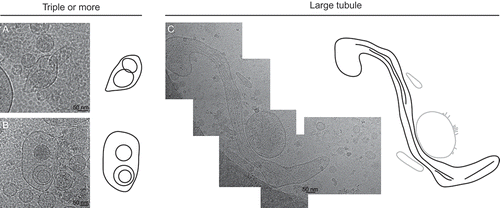 Figure 4. Gallery of exosome categories. (A, B) Two examples for the category of triple vesicles or more, with drawings to highlight their structure. (C) One example of a filamentous large tubule, with drawing (large tubule in black, nearby vesicles in grey).