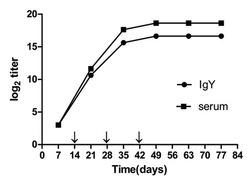 Figure 3. Levels of IgY and serum titer by ELISA. Arrows indicate the day of each vaccination.