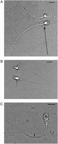 Figure 2.  Sperm observed using polarizing microscope (PM). A) two sperm are shown. The lower sperm (arrow) is a normal sperm with a well shaped nucleus, not birefringent acrosome covering the anterior part of the head. The region of the nucleus devoid of acrosome and the tail are birefringent. The upper sperm presents a head with normal nucleus and acrosome but a tail of reduced length. B) sperm with absent or reacted acrosomes are shown. The nuclei appear totally birefringent (arrows). C) a dead, abnormal sperm is present. The head (h) and the tail (t) are not birefringent. A, B, C) Bar 12 µm.