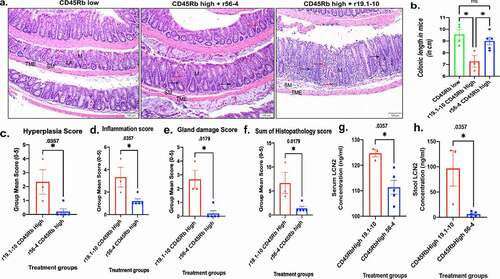 Figure 3. Effect of mouse E-cadherin activating antibody in adoptive T cell transfer SCID model of ulcerative colitis.(a) Representative microscopic images of H&E stained colonic swiss roll section (scale bar 100 μm); (b) Measurement of colonic length in SCID mice cohorts (n = 3– 5 mice per treatment group, group mean SEM, ANOVA with Tukey’s multiple comparisons test, p- values <0.05); Quantification of inflammation parameters presented for (c) hyperplasia, (d) inflammation, (e) gland damage, and (f) sum of histopathology scores (group mean SEM, Mann-Whitney p-values for significance); (g and h)) Lcn2 content analyses in serum and stool by ELISA. (group mean SEM, Mann-Whitney test p-values reported)