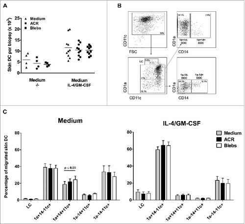 Figure 1. Intradermal administration of apoptotic blebs or apoptotic cell remnants does not affect the number and subset distribution of migratory DC. (A–C) Analysis of skin emigrated dendritic cells (DCs) following injection of medium, apoptotic cell remnants (ACR) or apoptotic blebs. Cultured human skin explants were intradermally injected with leukemic cell-derived blebs or ACR either alone (in plain medium) or co-administered with of IL-4/GM-CSF. A. DCs that egressed were harvested and counted after 48 hours post injection: Medium (−/−), n = 4; IL-4/GM-CSF, n = 9. (B) Egressed DCs were harvested and immunostained for CD11c, CD1a and CD14 and analyzed via fluorescence cytometry in order to discriminate LCs and the 4 dermal DC subsets, as indicated. (C) Skin DC subset distribution was analyzed after injecting either medium alone (grey bars), ACR (black bars), or blebs (white bars) in plain medium (left graph; n = 5), or supplemented with IL-4/GM-CSF (right graph; n = 5). Shown are the mean values ± SEM. Statistical significance was determined by one-way Anova.