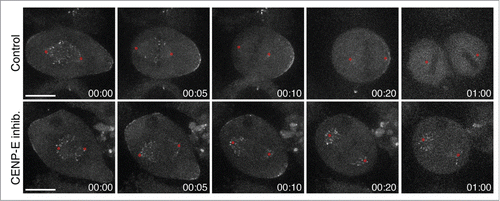 Figure 1. Dynein “locks” peripheral chromosomes at the spindle poles after CENP-E inhibition. High-resolution live-cell imaging (eleven 1μm-separated z-planes; 10 sec time interval) of HeLa cells stably expressing DHC-GFP (kind gift from Iain Cheeseman, Whitehead Institute, MIT, USA). Images were taken with an iXonEMC electron-multiplying CCD camera (Andor Technology), using a 100x 1.4 NA Plan-Apochromatic DIC objective on an inverted microscope (TE2000U; Nikon) equipped with a CSU-X1 spinning-disc confocal head (Yokogawa Corporation of America). Note that DHC-GFP is highly expressed at unattached kinetochores from polar chromosomes after CENP-E inhibition with 20 nM GSK92329 (MedChemexpress). Red circles indicate the position of the spindle poles. Scale bar: 10 μm. Time: hrs:mins