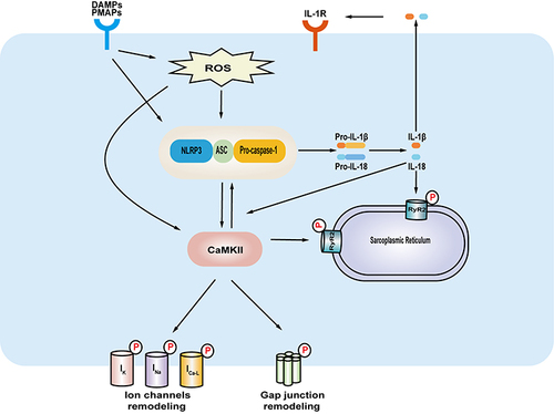 Figure 2 The underlying mechanisms of NLRP3 inflammasome signaling in facilitating diabetes-related arrhythmias. DAMPs, PAMPs and the increasing of reactive oxygen species cause the activation of NLRP3 inflammasome signaling in the heart in diabetes. The CaMKII, a plausible linking signal between NLRP3 inflammasome signaling and arrhythmias, can phosphorylate a variety of targets which include ion channels, gap junctions and RyR2 in endoplasmic reticulum. The release of IL-1β can create a feedforward signaling network. The NLRP3 inflammasome signaling and CaMKII network contributes to myocardial remodeling, thus predisposing to arrhythmias.
