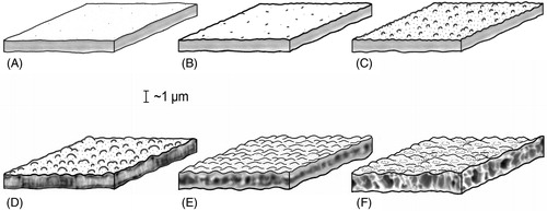 Figure 2. Wall structure and surface in dinoflagellate cysts. (A) Smooth surface, simple structure. (B) Shagreenate surface, simple structure. (C) Microgranulate surface, simple structure. (D) Granulate surface, fibrous structure. (E) Wavy surface, with a bubble-string-like structure. (F) Wavy and foveolate surface, alveolate/vesiculate structure.