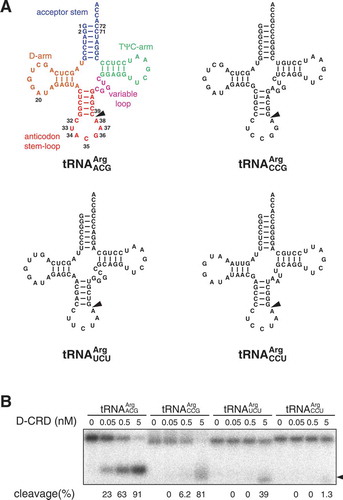 Figure 1. Comparison of the susceptibilities of E. coli tRNAArg isoacceptors to colicin D. (A) In vitro transcripts for E. coli tRNAArg isoacceptors used in this study are presented as a clover-leaf structure. All these transcripts possess G1-C72 and G2-C71 pairs to enhance the transcription efficiency. Nucleotide numbering is according to the proposal of Sprinzl [Citation12]. Arrowheads indicate the cleavage sites of colicin D. Note that the modified base inosine is introduced in the first letter of anticodon of tRNAArgACG. (B) Each of the four 3′-labelled E. coli tRNAArg transcripts was incubated with various amounts of D-CRD as indicated, and the cleavage efficiency was compared. The extent of cleavage was calculated according to the following equation. The extent of cleavage (%) = 100 × band intensity of the cleaved fragment/(band intensity of the intact tRNA + band intensity of the cleaved fragment). Arrowhead indicates the cleaved fragments