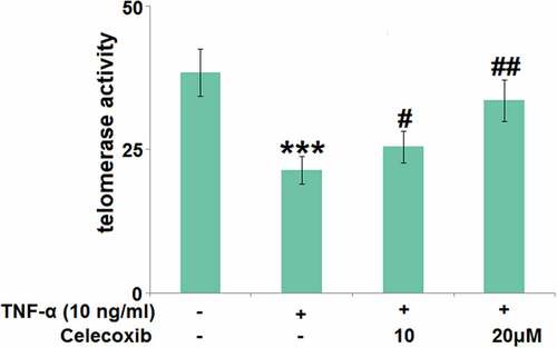 Figure 4. The effect of Celecoxib on the telomerase activity in TNF-α-challenged human C-28/I2 chondrocytes. Cells were treated with TNF-α (10 ng/ml) in the absence or presence of Celecoxib at concentrations of 10, 20 μM for 7 days. The telomerase activity was detected using a chemical kit (***, P < 0.005 vs. vehicle group; #, ##, P < 0.05, 0.01 vs. TNF-α group)